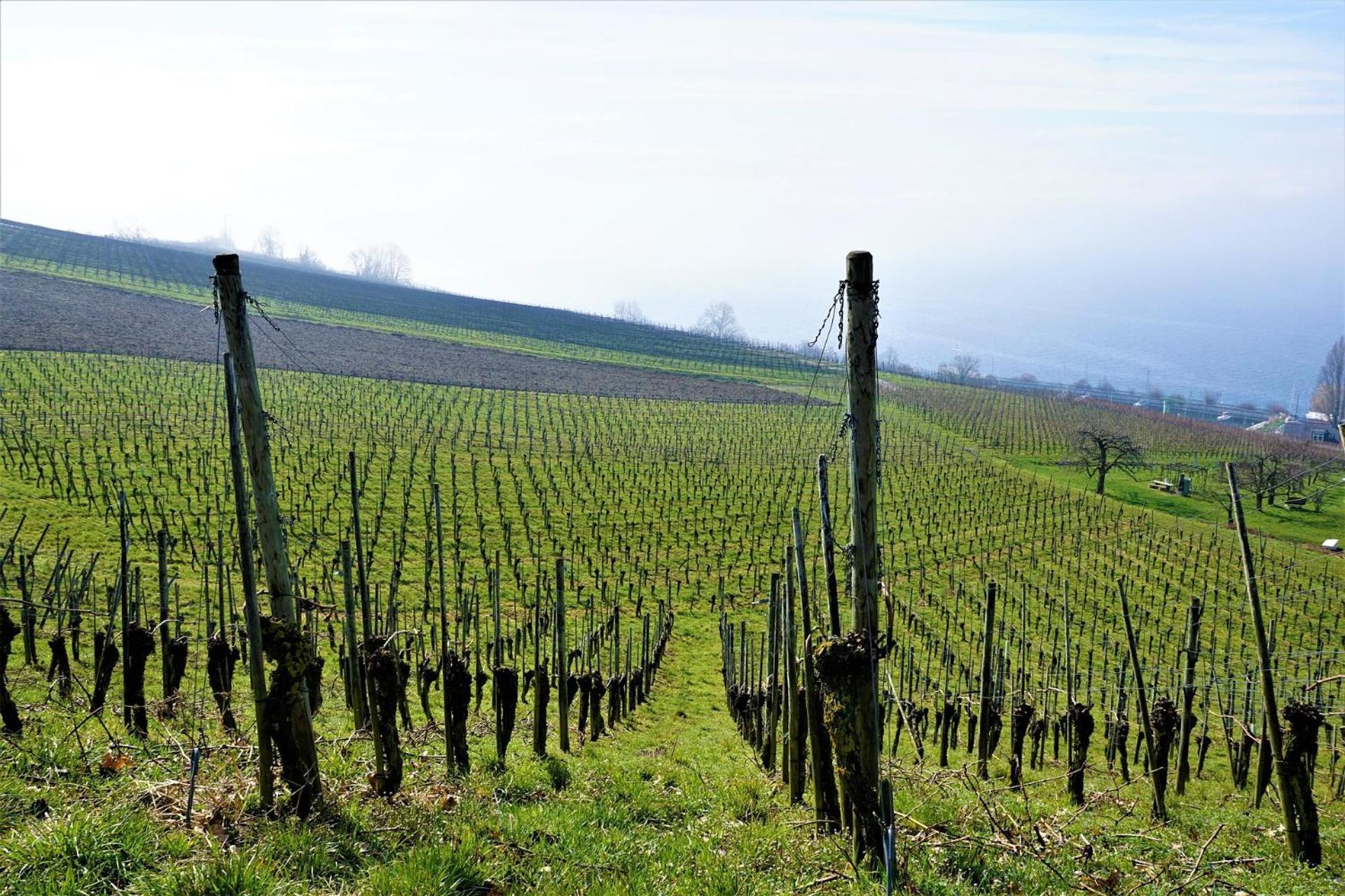 Ferienhof Dreher Meersburg Exteriör bild